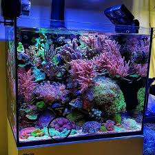 Pin By Sheila Stefhon On Fish In 2020 Reef Tank Aquarium Design Nano Reef Tank