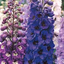 Image result for Delphinium