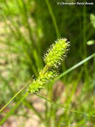 Image result for Carex brassii
