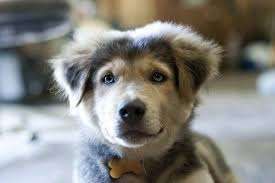 They not only make good pets, but they're also natural service providers, who're often tasked with things like guiding the blind and offering emotional support. Golden Retriever Husky Mix Puppies Petsidi