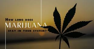 How long do opiates stay in urine for chronic users. How Long Does Marijuana Stay In Your System Anchored Tides Recovery