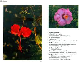 Maybe you would like to learn more about one of these? The Spiritual Significance Of Flowers Set Of 2 Volumes