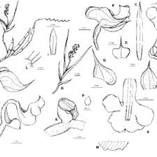 Image result for Polystachya greatrexii