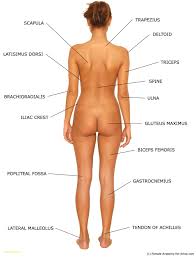 While examining the reference images, try drawing them. Female Anatomy Drawing Reference