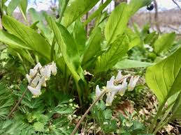 Being a description of american wild flowers that bloom in late may, june, july and early august. Spring Wildflowers And Where To Find Them In Northern Virginia