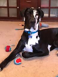 Great Dane Patient And Friendly Goruntuler Ile Danua Kopek Hayvanlar
