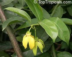 Image result for Bauhinia macrantha