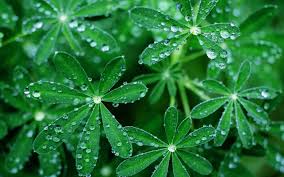 Gratis untuk komersial tidak perlu kredit bebas hak cipta. Wallpaper Daun Daun Berukir Bentuk Tetes Embun 2560x1600 Wallhaven 736491 Hd Wallpapers Wallhere