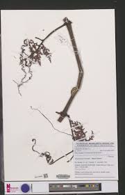 Image result for Ampelocissus abyssinica