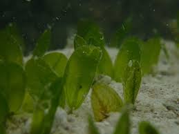 Image result for Halophila minor