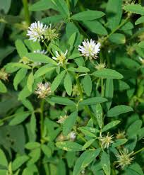 Image result for Microcharis remotiflora