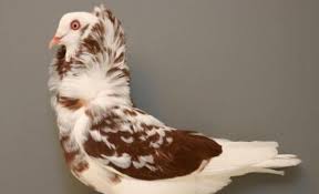 Pakan yang paling biasa dikasihkan untuk menambah berat badan ialah jagung, selain gampang didapatkan dipasaran juga murah harga yang ditawarkan. Mengenal 10 Jenis Merpati Hias Termahal Star Farm International