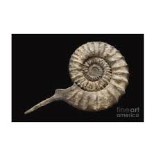 Image result for Pycreus mortonii