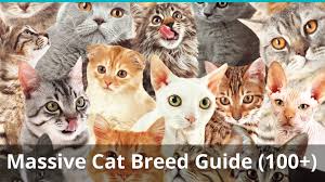 Blessed with a striking pair of the bluest eyes, i'm an absolute beauty. The Ultimate Guide To Different Types Of Cat Breeds 100 Feline Breeds