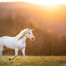 Image result for unicorn