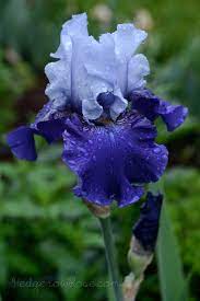Reblooming Iris Best Bet Iris Flowers Plants Iris Garden