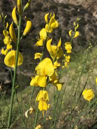 Image result for Spartium