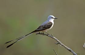 Birds That Start With An S Scissor Tailed Flycatcher Tyrannus Forficatus