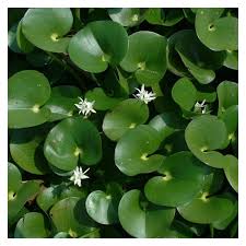 Image result for Heteranthera