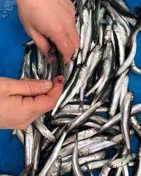Son Hamsiler Tabiki Orjinal Pisirmeyle Anchovies Hamsi Seven Arkadaslarini Etiketle Tag Your Friends Onion Seafood Fish Food