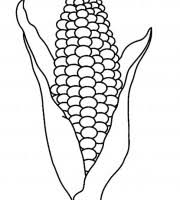 Search through 623,989 free printable colorings at getcolorings. Top Corn Coloring Pages For Your Little Ones Coloring Pages