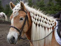 Adorablelife Horse Mane Beautiful Horses Horses