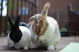 Or, what you should be looking for (good/bad) when you find some to. Small Animals Petland Janesville