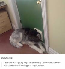 Dopl3r Com Memes Awwww Cute The Mailman Brings My Dog A Treat Every Day This Is What She Does When She Hears The Truck Approaching Our Street