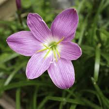 Image result for Zephyranthes minuta