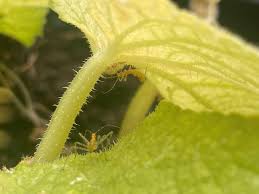 Image result for Mealybug cucumber