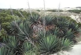 Image result for Yucca gloriosa