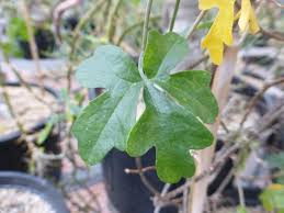 Image result for Kedrostis nana