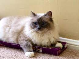The 20 types of ragdoll cat colors. Help Is My Cat A Ragdoll Or A Himalayan Thecatsite