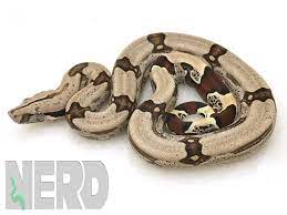 Pin By Skylar Heath On Tattoos Boa Constrictor Boa Guyana