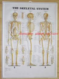 Skeleton 3d Embossed Human Body Anatomy Chart Poster Qm