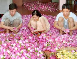 Quán trà sen nổi tiếng bên quốc lộ 1A - VnExpress Đời sống