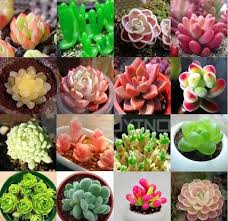 1600 Sht 16 Vidov Nemeckij Import Cvety V Gorshkah Ochitok Sukkulenty Izlucheniya Myasistye Semyan Pakety Besplatnaya Succulent Landscaping Succulents Succulent Seeds