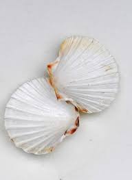 Maybe you would like to learn more about one of these? How To Make A Beautiful Decoupage Shell Dish Picture Box Blue