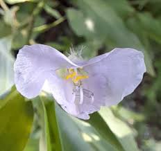 Image result for Commelina diffusa