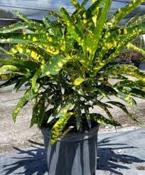 Image result for Croton kilwae