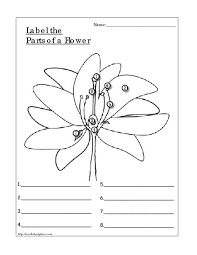 Welcome to esl printables, the website where english language teachers exchange resources: Label The Parts Of A Flower Worksheet For 3rd 4th Grade Lesson Planet