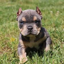 American bulldog puppies for sale. Southeast Bully Kennels Pocket Bully Breeder Micro Bully Breeder