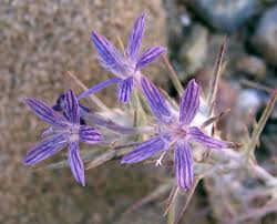 Image result for Eriosema tisserantii