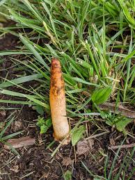 Image result for Mutinus elegans