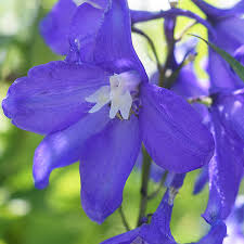 With over 300 products available, our customers love us. Wholesale Pot Plant Mix Color Perennial Double Flower Delphinium Seeds Buy Flower Seeds Wild Flower Seeds Flowers Seeds For Sale Product On Alibaba Com