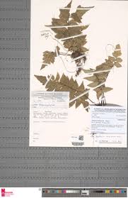 Image result for Asplenium hemitomum