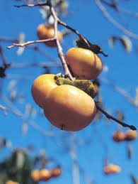 How To Plant And Grow A Persimmon Tree Growing Fruit Trees Persimmon Persimmons