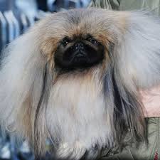 A champion was crowned at the 145th westminster kennel club dog show. Pekingese Wasabi Wins Akc National Championship Best In Show