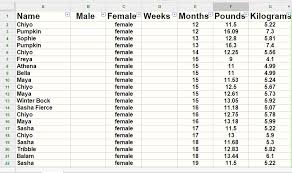 kitten size chart by month bedowntowndaytona com