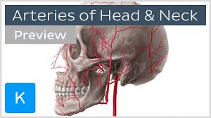 The common carotid arteries ascend into the head, via the neck, from the aorta, and delivery oxygenated blood to the brain, head, face, etc. Head And Neck Arteries Overview Preview Human Anatomy Kenhub Youtube